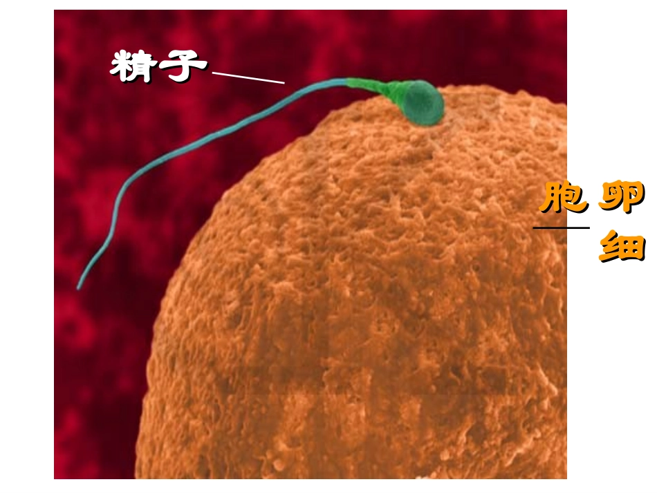 细胞分裂和分化_第2页