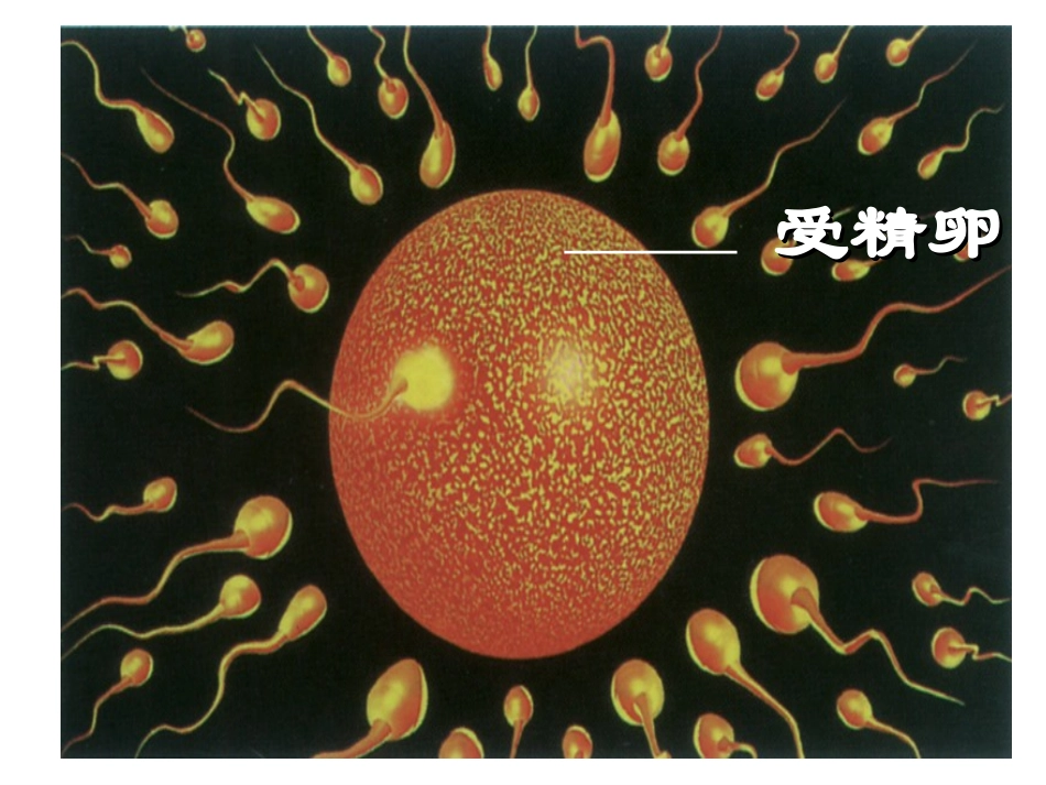 细胞分裂和分化_第3页