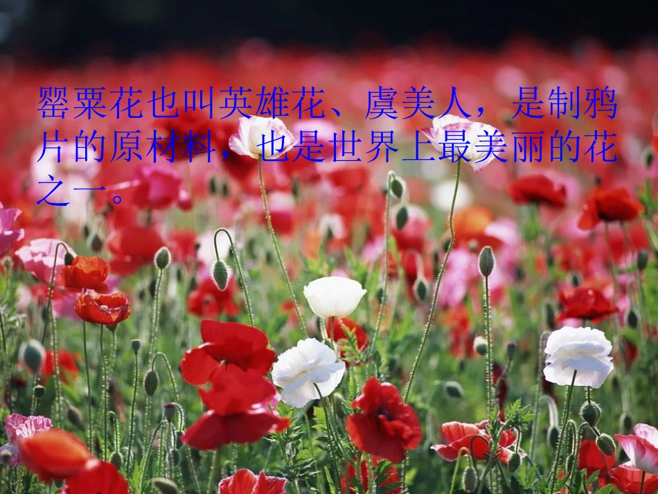 “健康人生-绿色无毒”_第2页