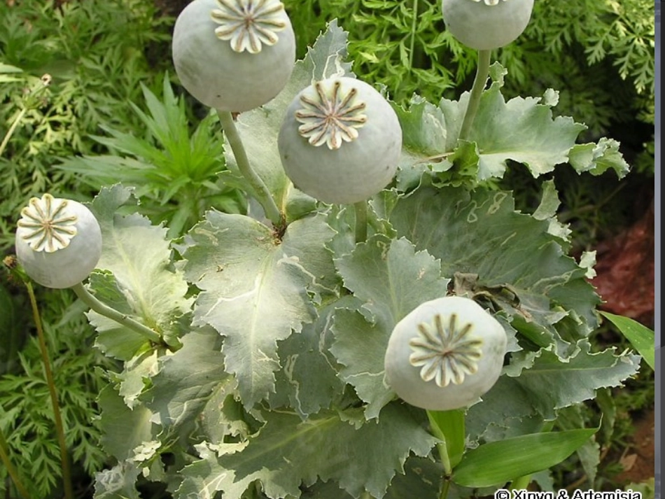 “健康人生-绿色无毒”_第3页