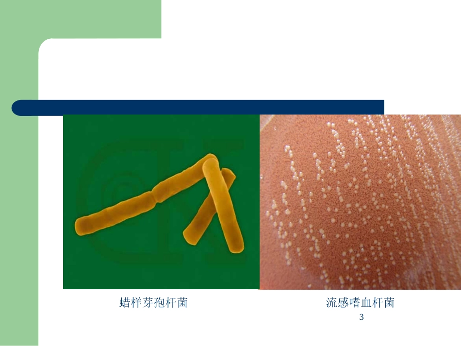 20130312丰富多彩的微生物世界_第3页