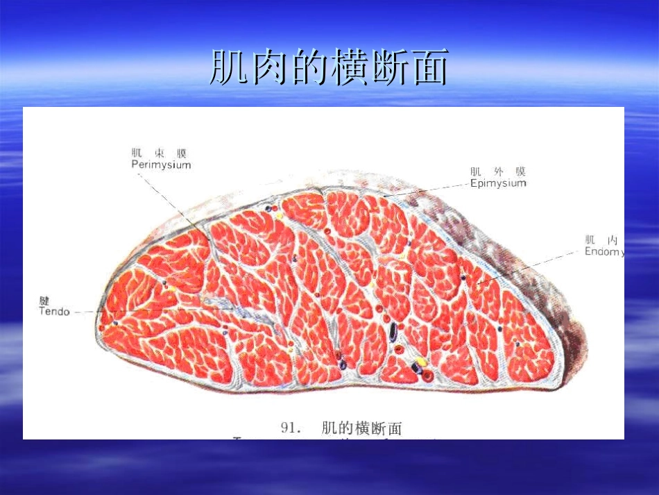 臀肌筋膜炎powerpoint_第1页