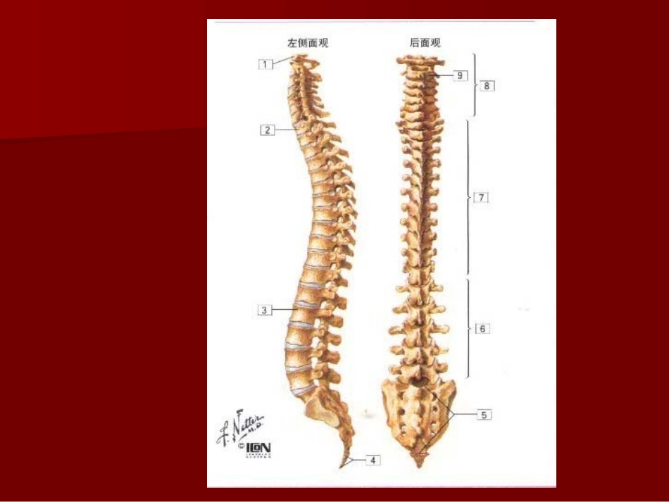 第一讲  脊柱应用解剖_第3页