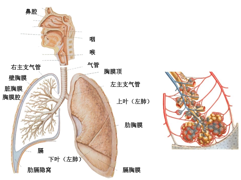 呼吸系统和泌尿系统_第3页