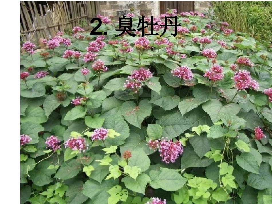 户外中草药观察_第3页