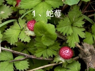 户外中草药观察