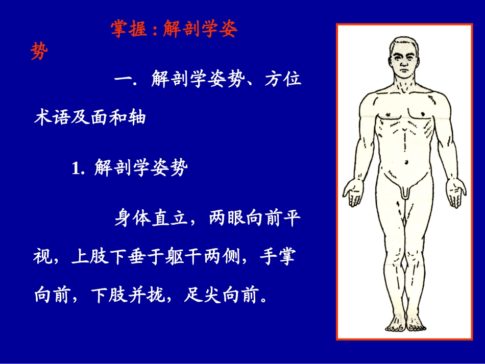 第1讲：绪论、躯干骨、上肢骨及连结_第2页