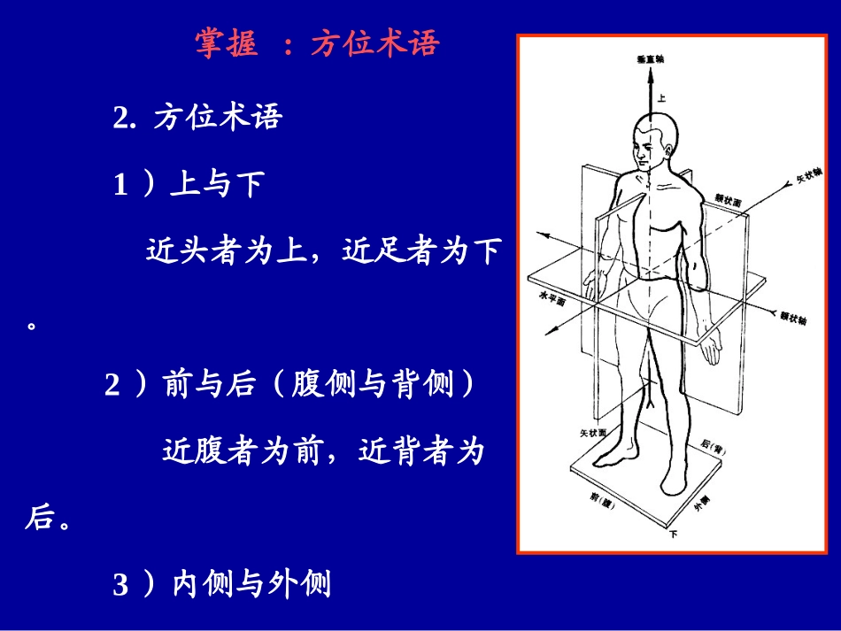 第1讲：绪论、躯干骨、上肢骨及连结_第3页