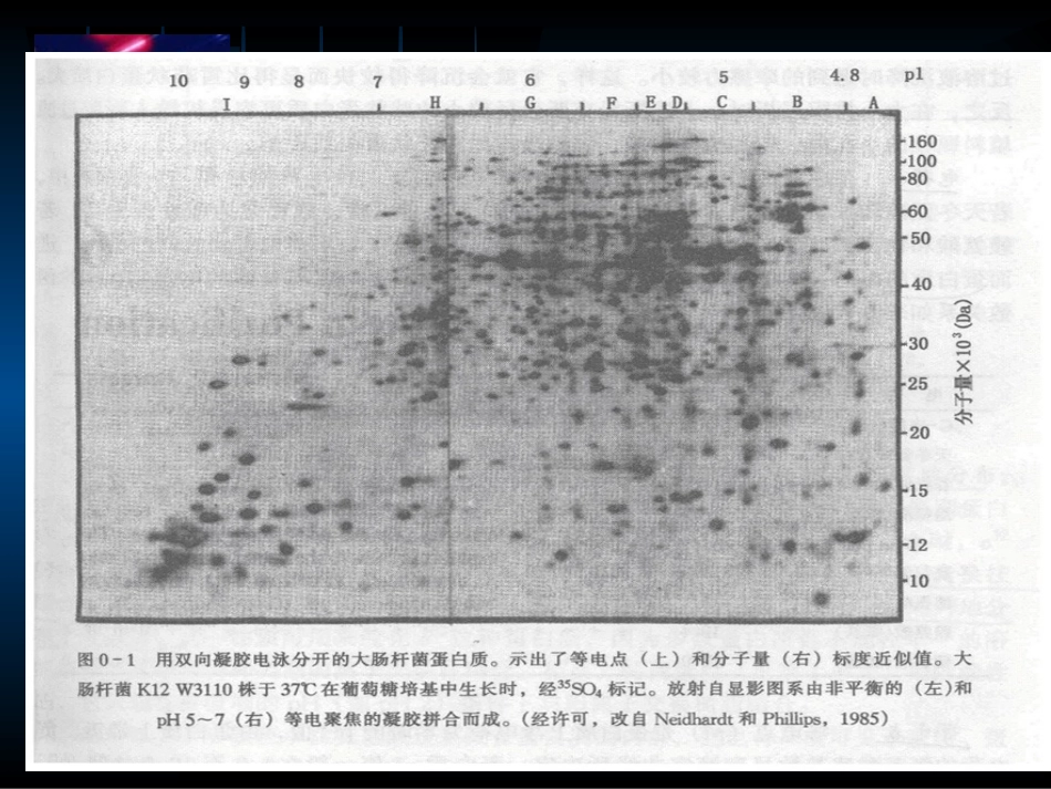 PAGE,SDS-PAGE电泳分离_第2页