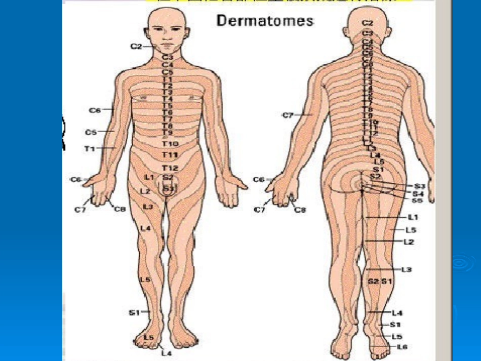 腰腿痛和颈肩痛讲义(新)_第3页