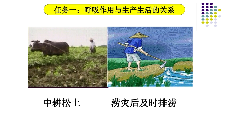 呼吸作用消耗氧气释放二氧化碳2_第3页
