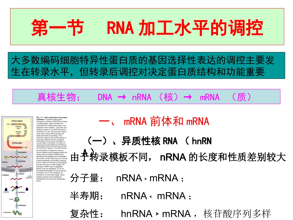 第三章 细胞分化的分子机制——转录后的调控_第2页