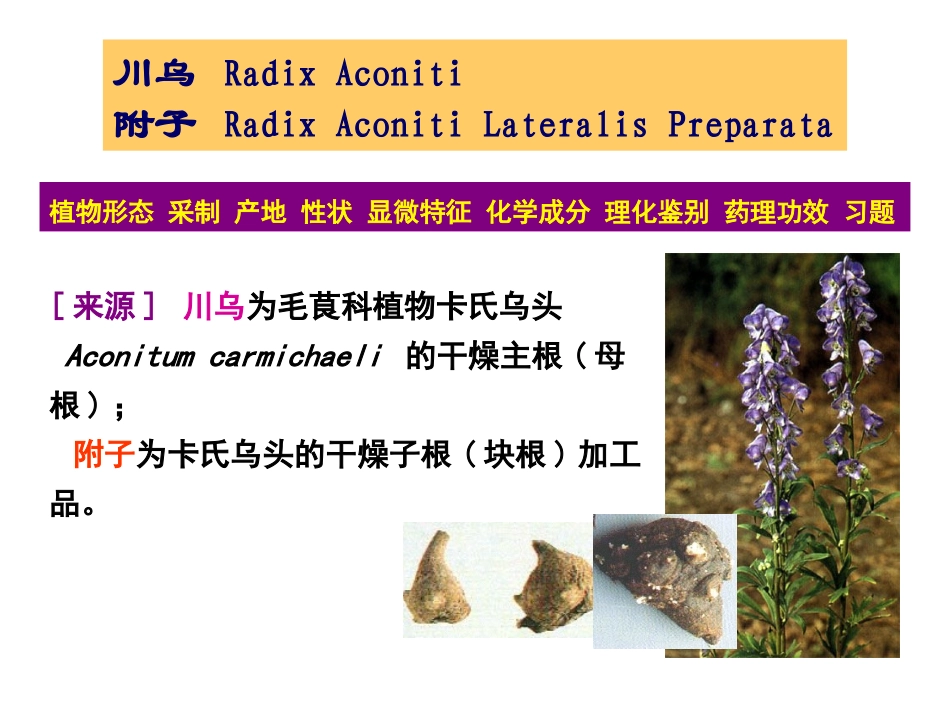 生药学02毛茛科_第2页