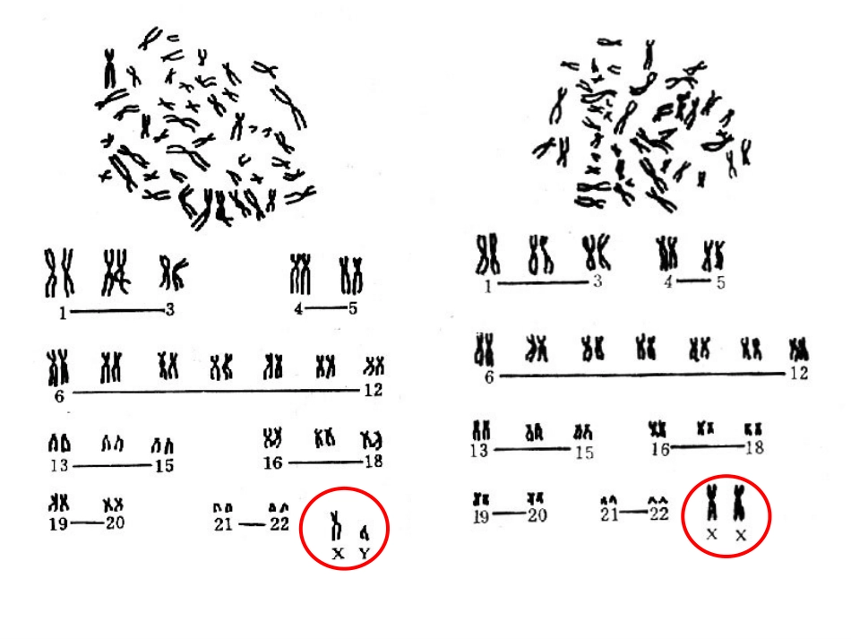 伴性遗传(我用)_第3页
