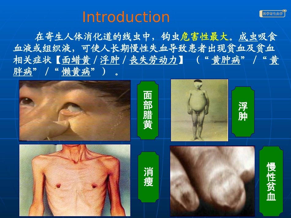 钩虫蛲虫(冯)_第3页
