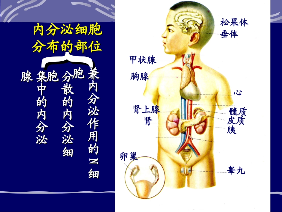 第二版 第十一章内分泌_第3页