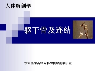 躯干骨及连结