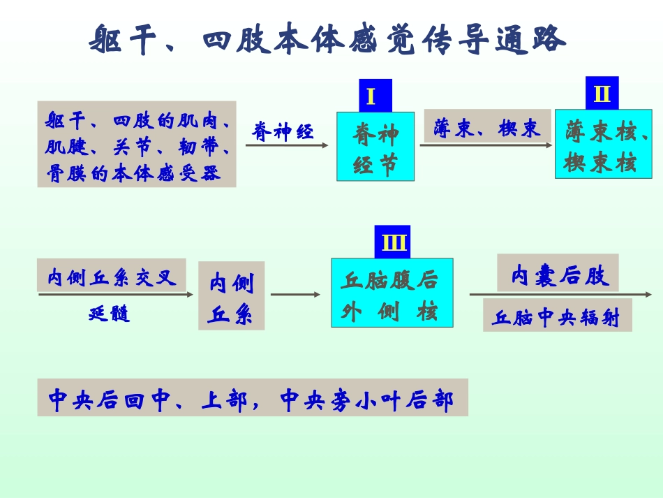 神经系统-感觉传导路_第3页