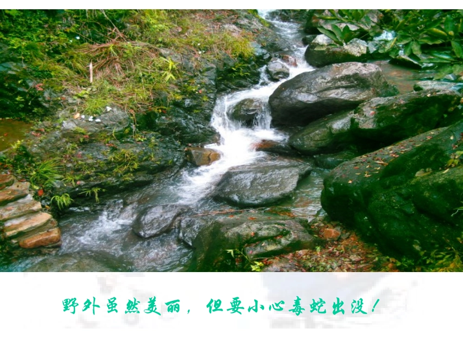 常见动物咬蜇伤_第2页