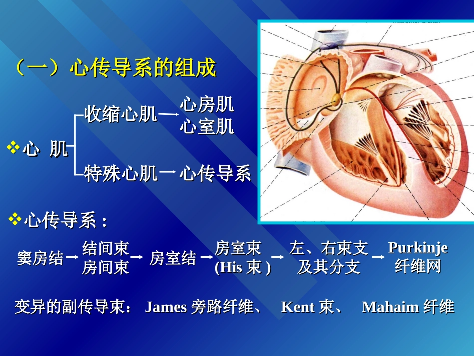 心脏传导系统剖析_第2页