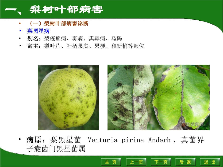 梨树病虫害描述_第3页