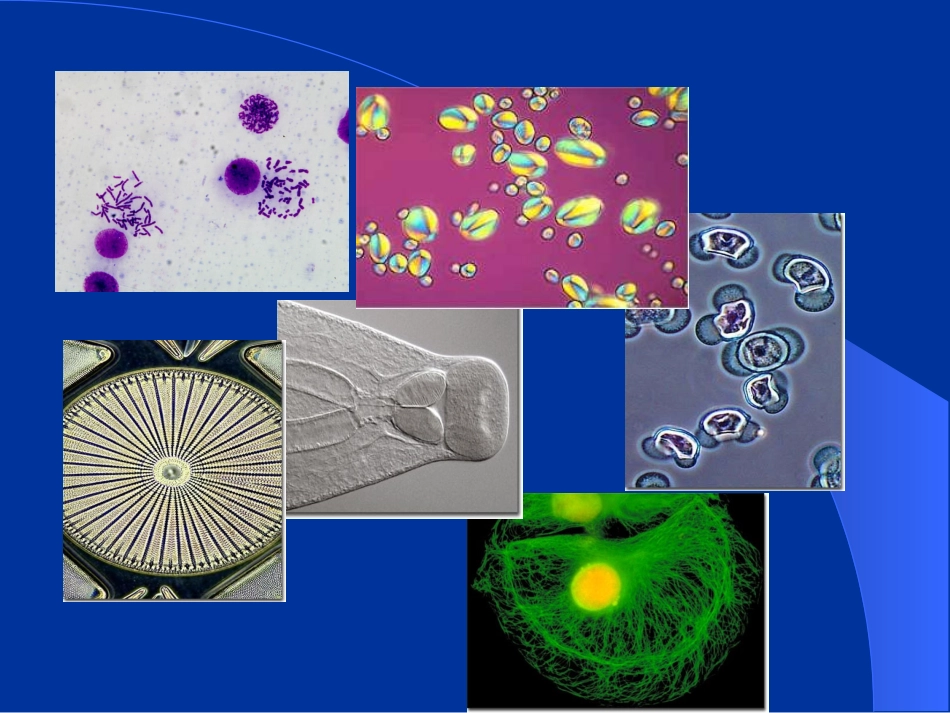 暗视野显微镜_第2页