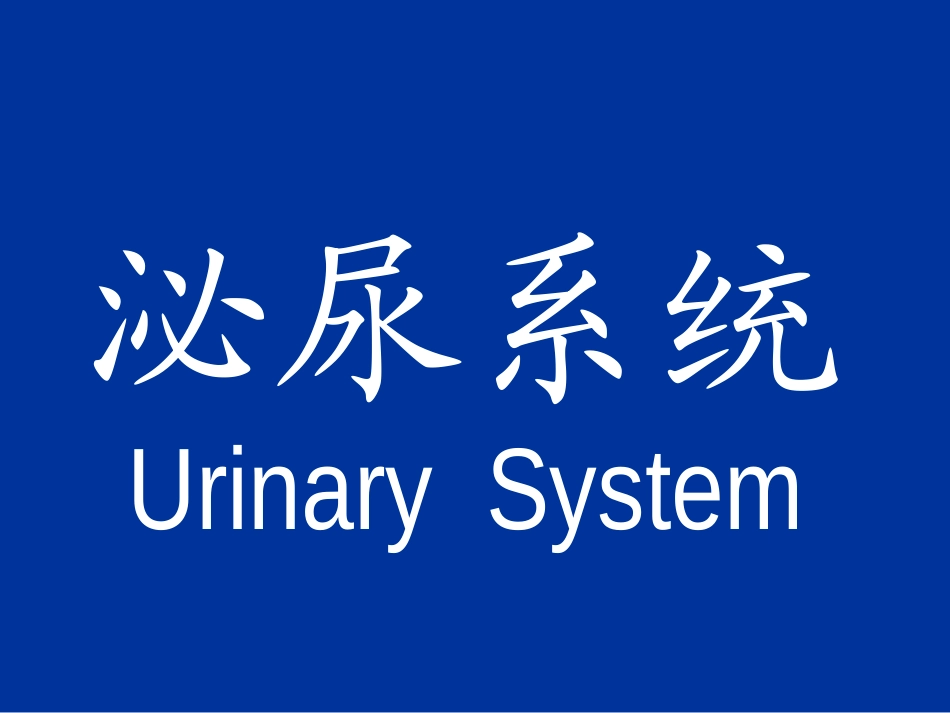 【组织胚胎学】泌尿系统_第1页