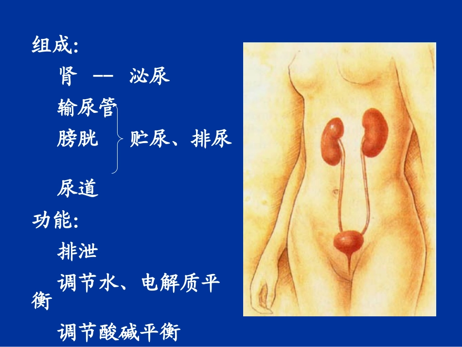 【组织胚胎学】泌尿系统_第2页