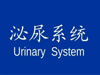 【组织胚胎学】泌尿系统