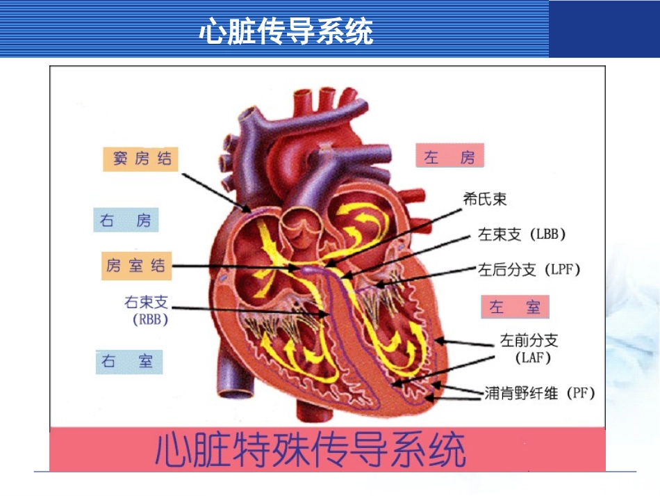 第1章 心电图检查(6-8)_第3页