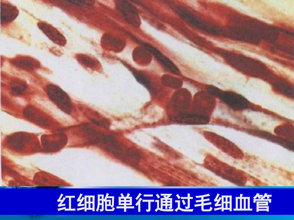 新人教版血流的管道—血管_第3页