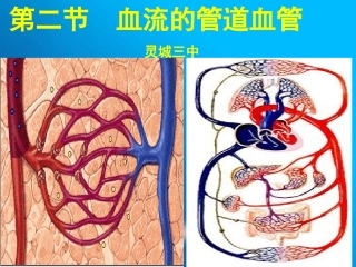 新人教版血流的管道—血管