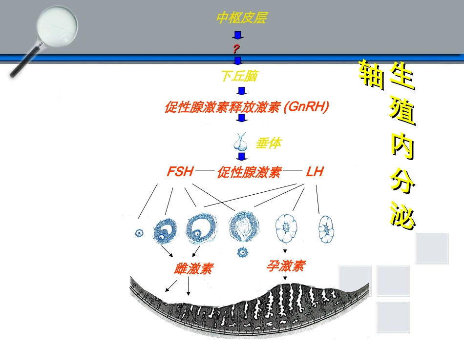 下丘脑垂体性腺轴与生殖调节_第2页