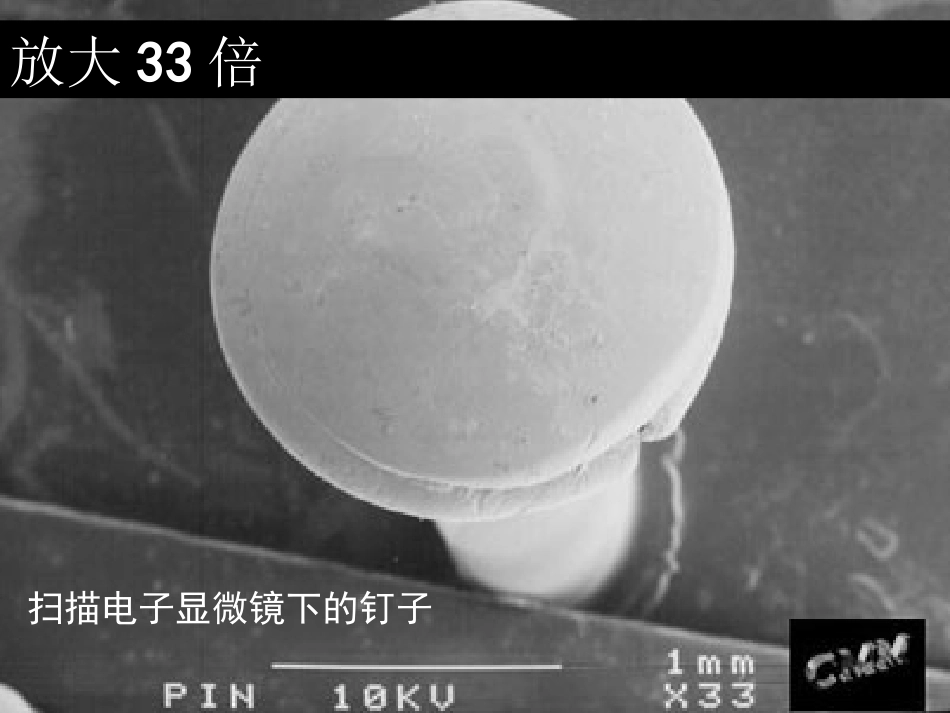 《细菌》PPT_第1页