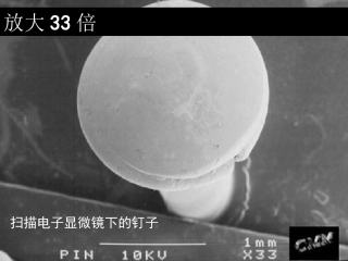 《细菌》PPT