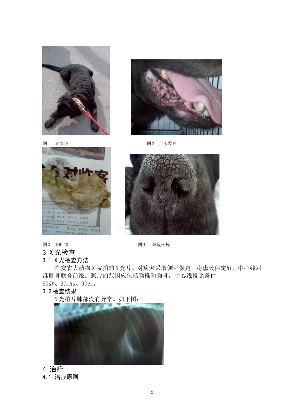 犬咽炎引起痉挛性咳嗽_第2页