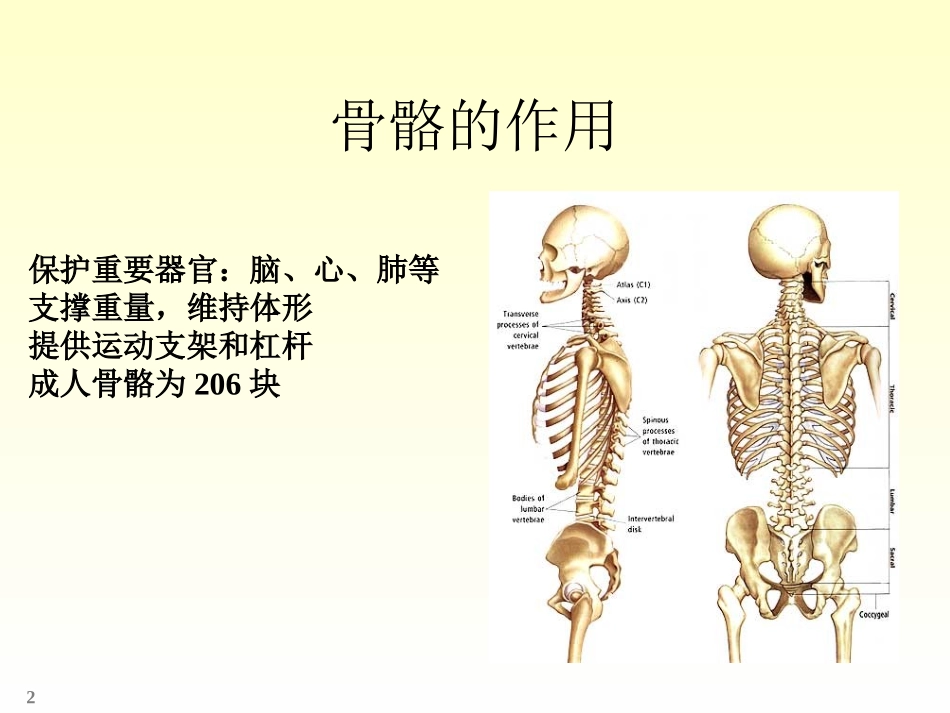 四肢骨骼解剖和骨折_第2页