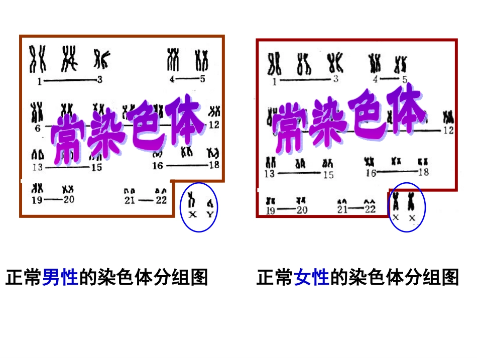 第三节__北师大版__伴性遗传--上课ppt_第3页