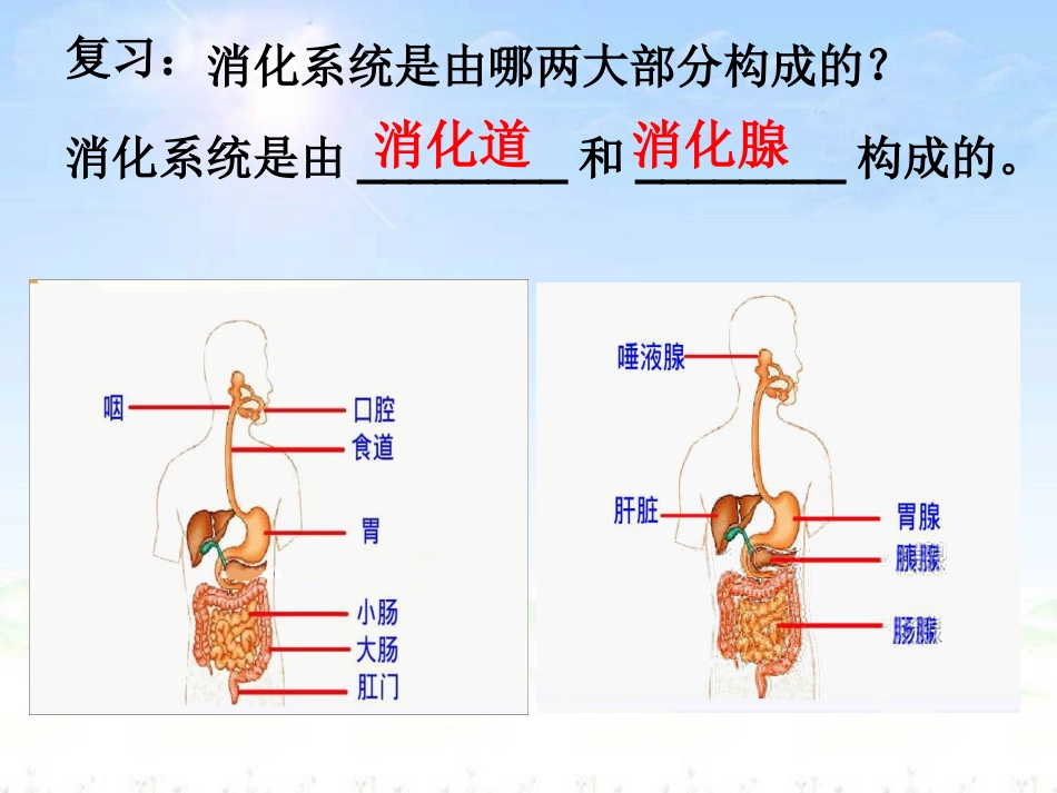 呼吸道对空气的处理2_第2页