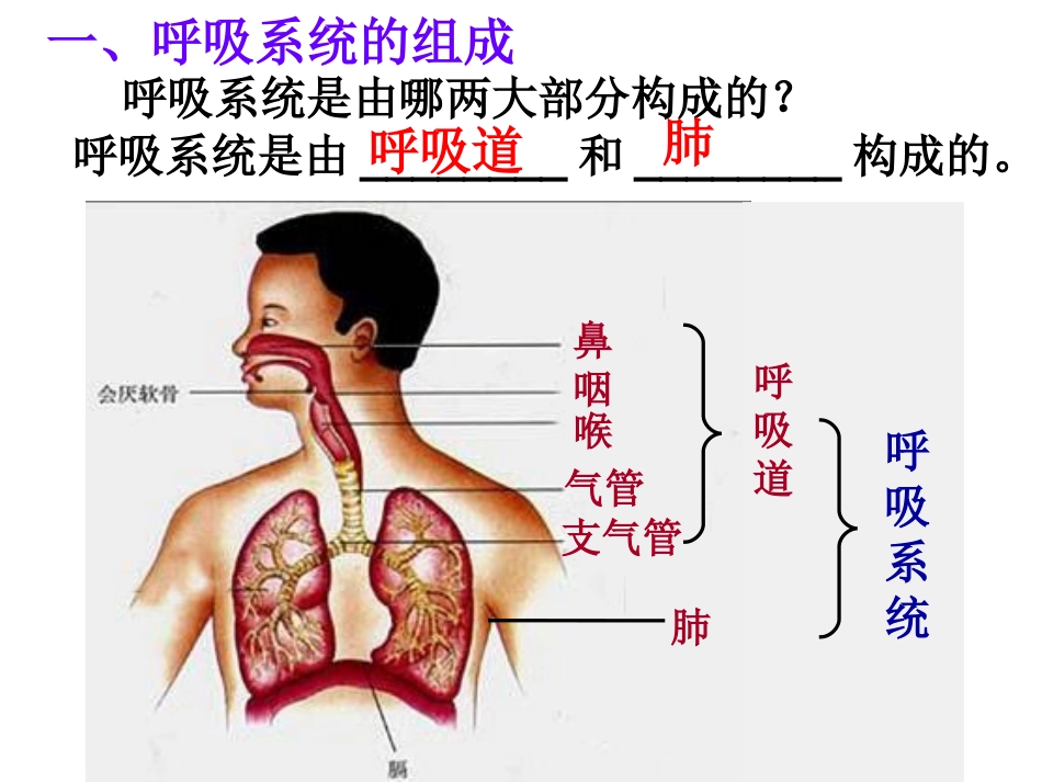 呼吸道对空气的处理2_第3页