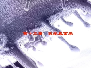 第二篇 .真菌学