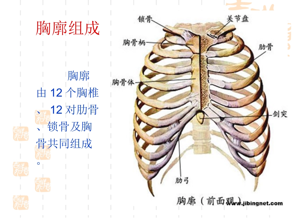 胸部评估检查_第3页