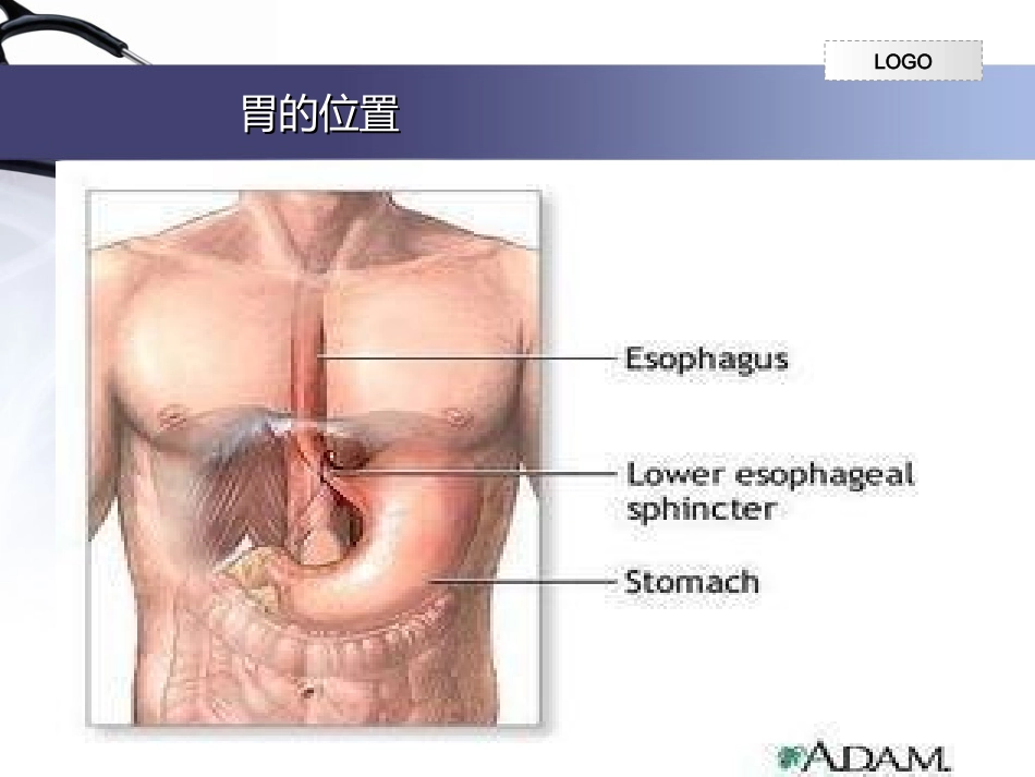 从胃的损伤和保护谈胃溃疡形成_第2页