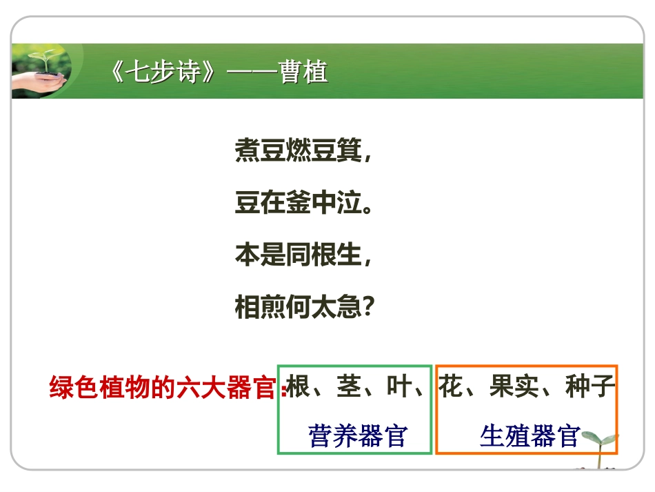 绿色植物的营养器官_第2页
