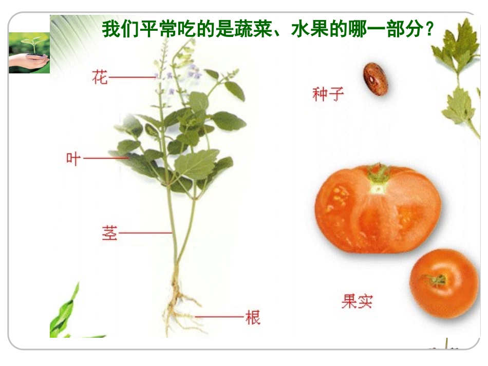 绿色植物的营养器官_第3页
