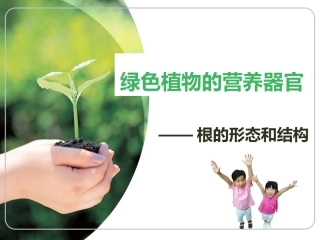 绿色植物的营养器官
