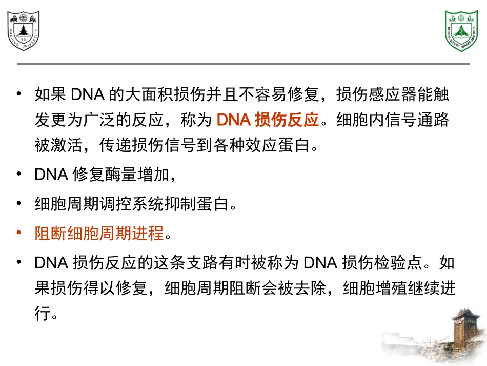 第4章：DNA损伤反应_第3页