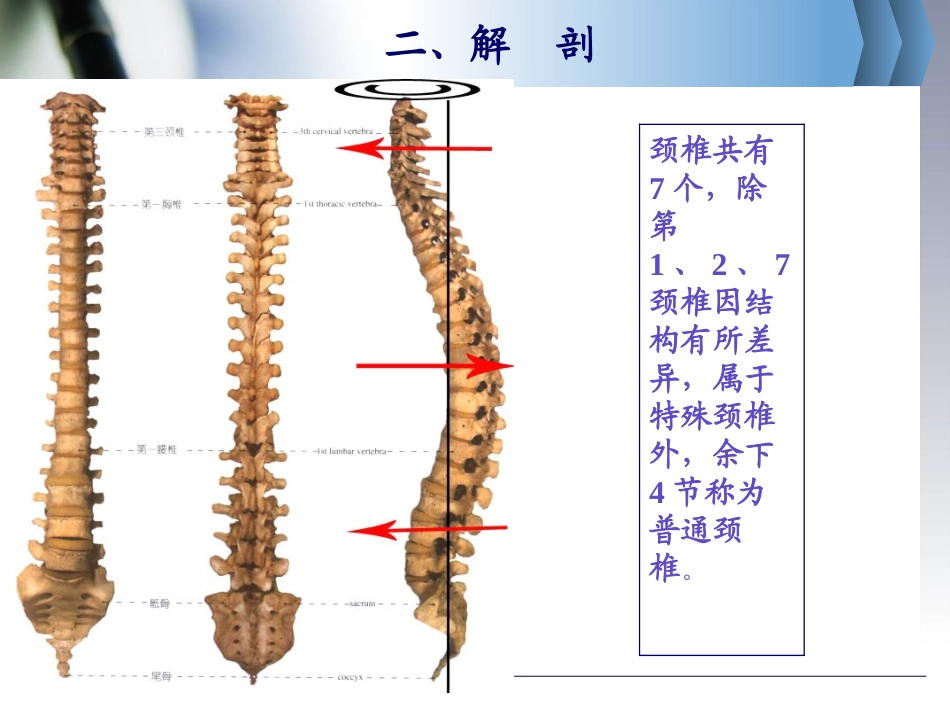 神经根型颈椎病的防治知识讲座-最终版_第3页
