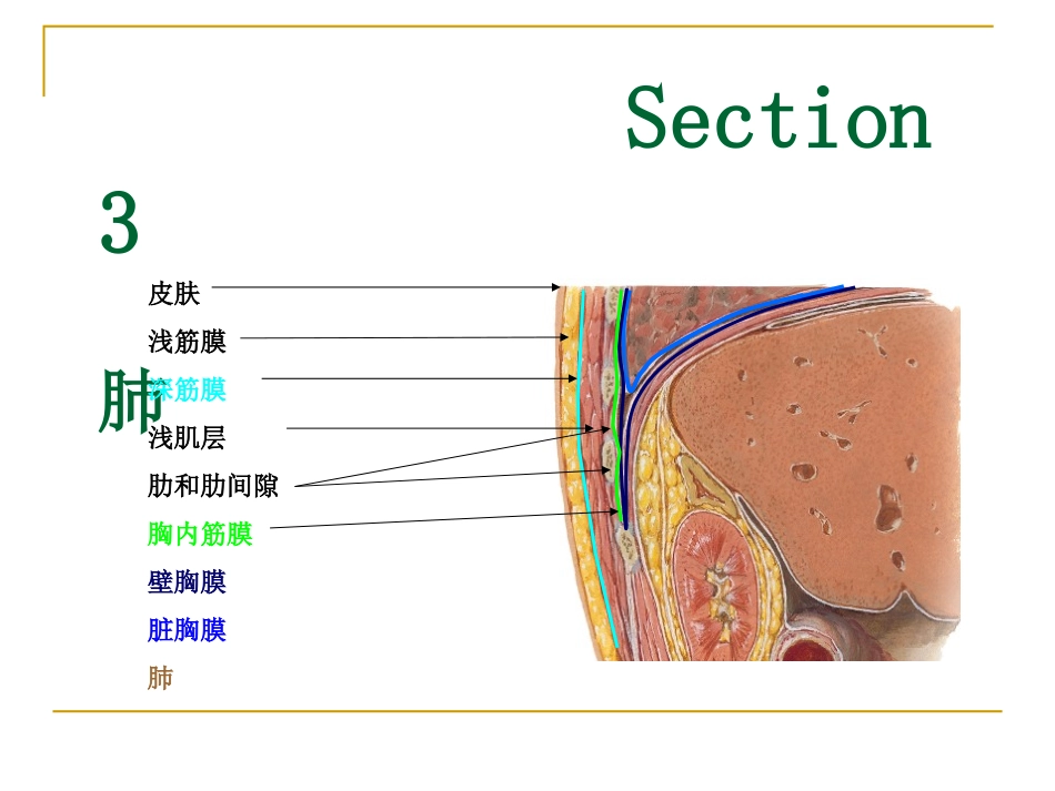 100323第二次课：Thorax+YUAN0-pleura+and+..._第1页