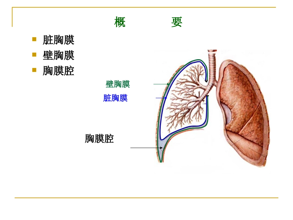 100323第二次课：Thorax+YUAN0-pleura+and+..._第3页